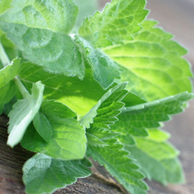 Refreshing spearmint mingles with herbal eucalyptus to create the essence of this enticing aroma.
