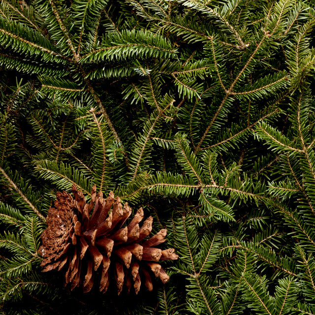 Fraser Fir - Festive fragrance with a crisp forest aroma.