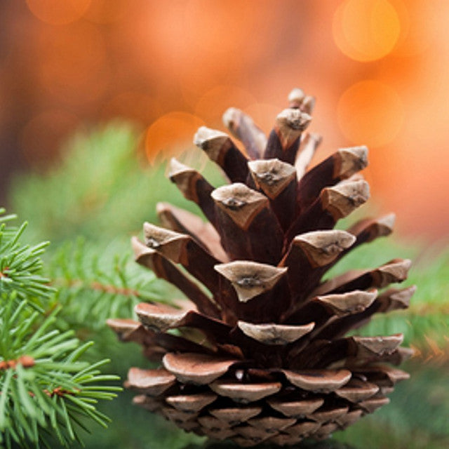 Roasted Pine Cone - Clean crisp pine highlights this holiday scent along with a background of sandalwood vanilla and slight hints of raspberry.