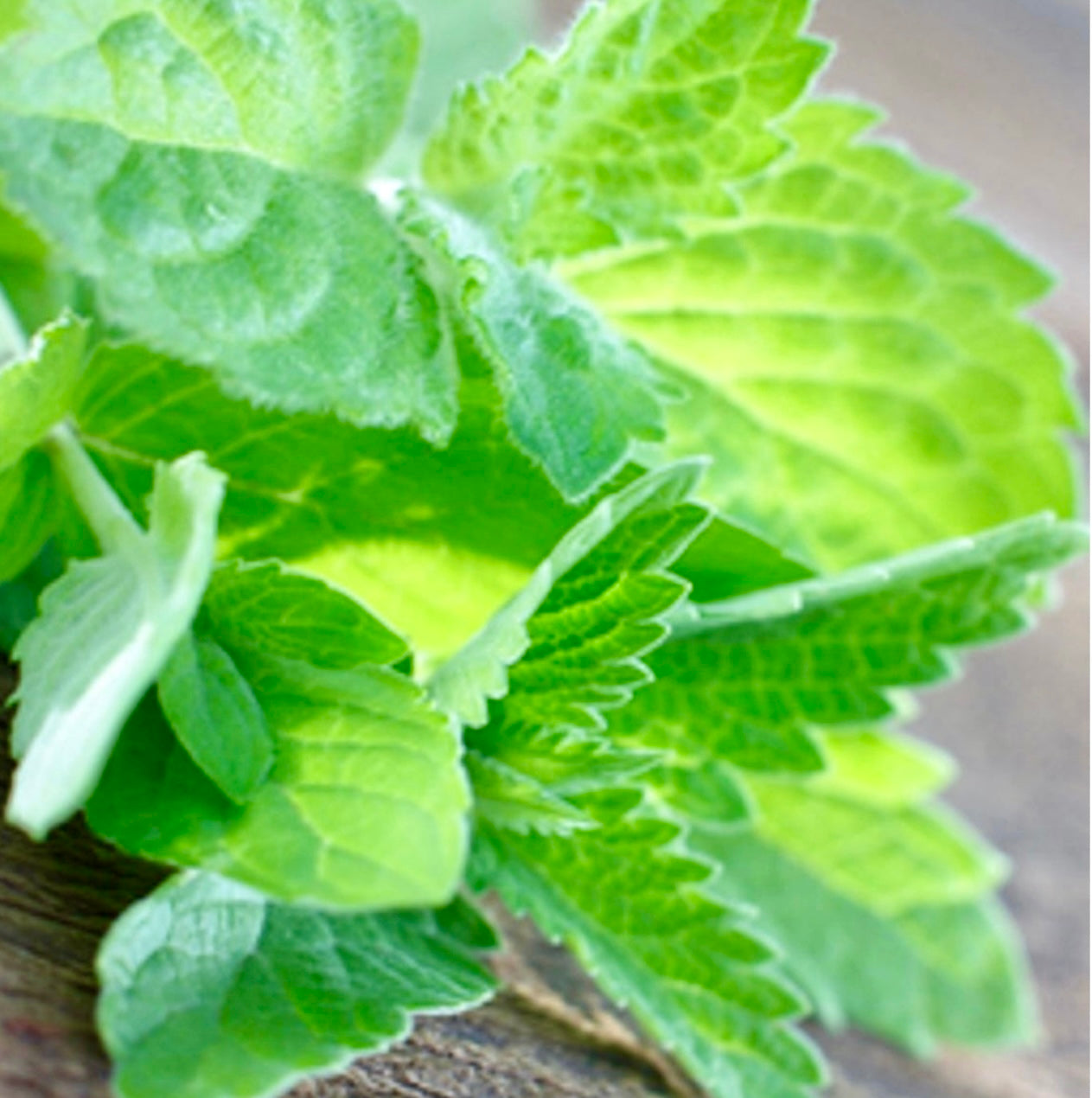 Refreshing spearmint mingles with herbal eucalyptus to create the essence of this enticing aroma.Eucalyptus & Spearmint - Refreshing spearmint mingles with herbal eucalyptus to create the essence of this enticing aroma.