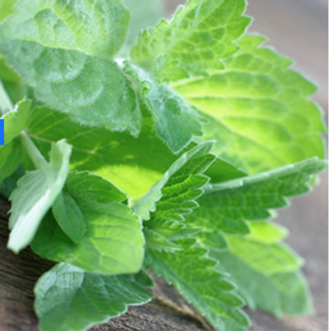 Eucalyptus & Spearmint