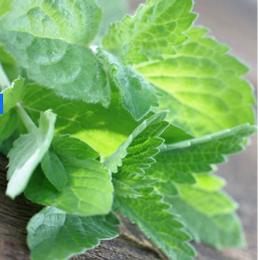 Eucalyptus & Spearmint